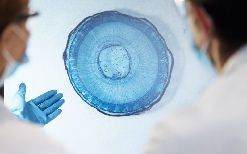 La scienza della longevità