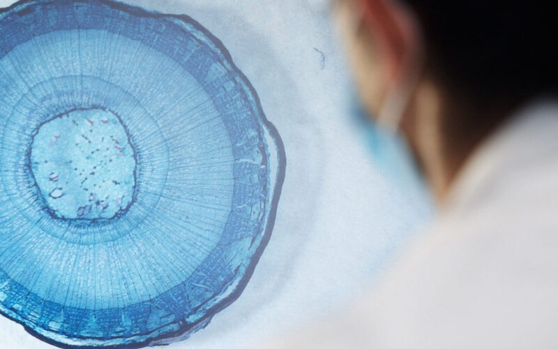 La scienza della longevità