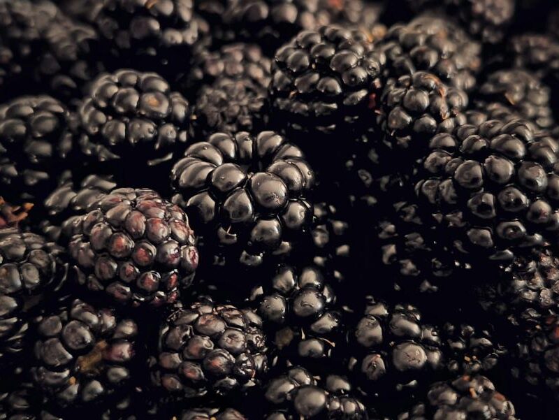 more ricche di resveratrolo