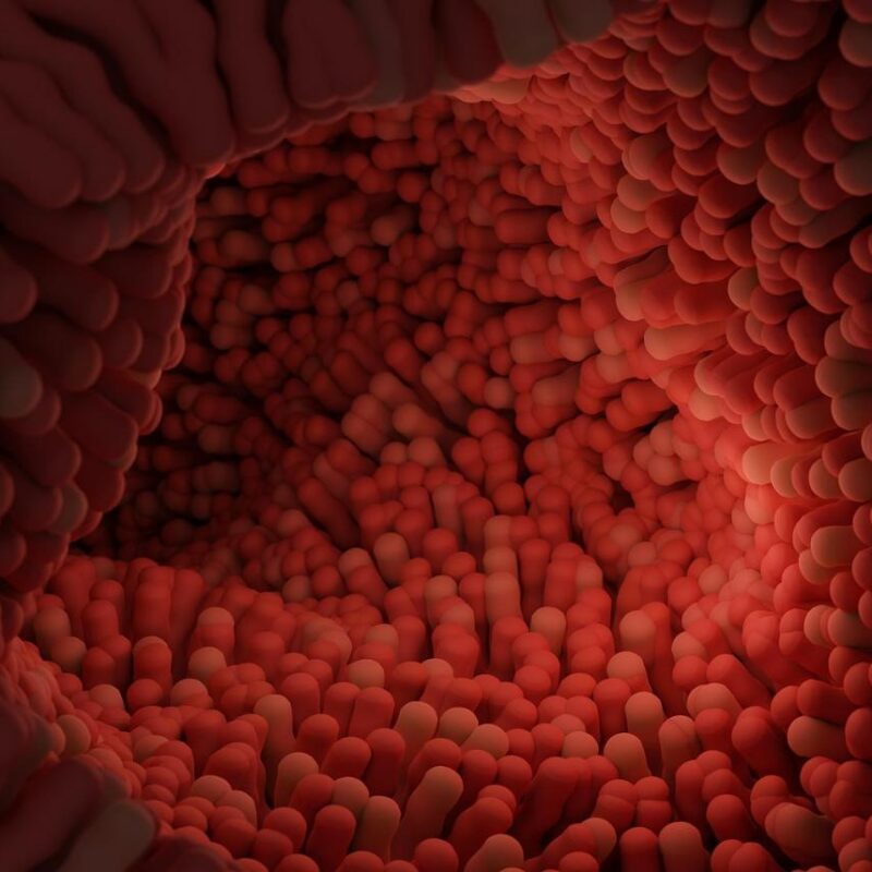 sezione intestino
