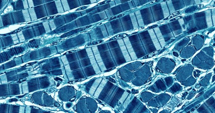 fibre muscolari al microscopio