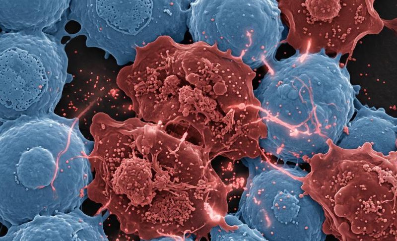 immagine evocativa di Cellule sane Blu Corallo GenAge® si alternano a cellule senescenti ingrandite e distorte (