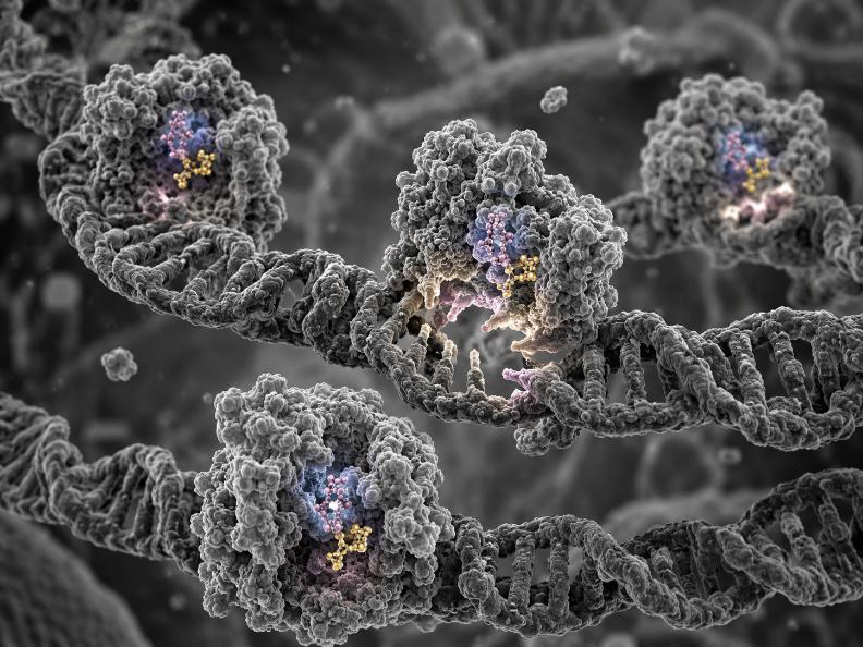 una vista in microscopia elettronica focalizzata sull'interazione molecolare attiva: mostriamo le Sirtuine, attivate dal NAD+, che si legano con precisione per riparare e proteggere tratti danneggiati di DNA cellulare