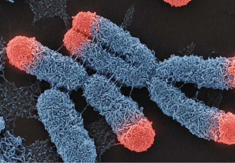struttura microscopica dei cromosomi evidenziando i telomeri come 