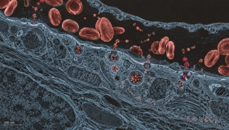 Dettaglio ultra-realistico in microscopia TEM dell'omocisteina nel sangue: strutture vascolari in blu corallo e molecole in dark corallo, simbolo dell'equilibrio metabolico per la longevità.