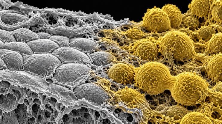 Dettaglio ultra-realistico del turnover cellulare e del rinnovamento dei tessuti